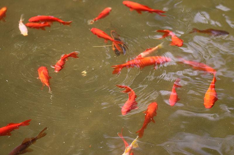 Bassin